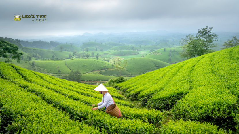 Grüner Tee - die 4 beliebtsten Fragen